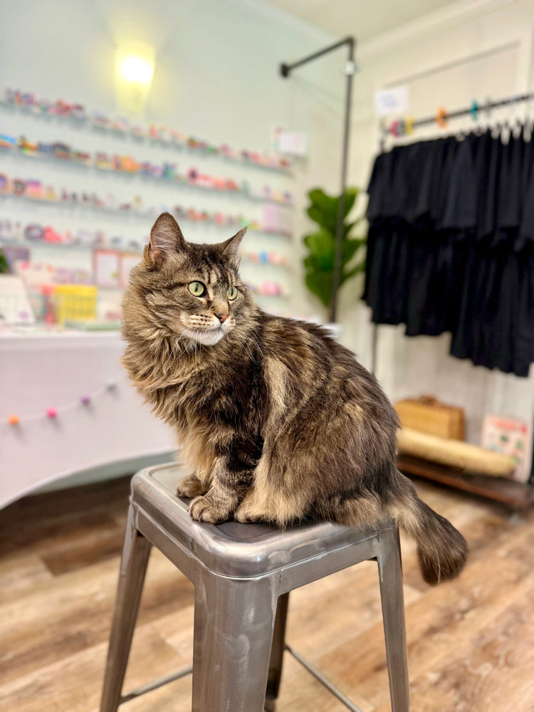for the cat lady