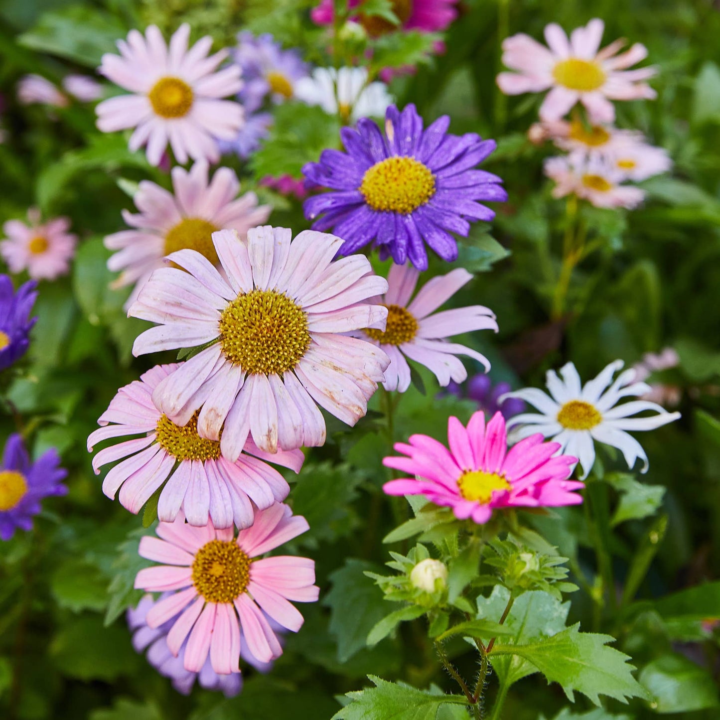 Pollinator Seed Pop: Humble Bee