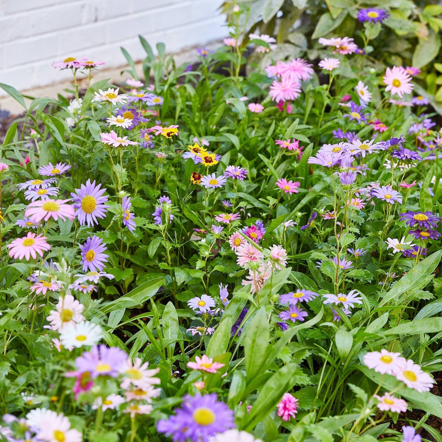 Pollinator Seed Pop: Humble Bee