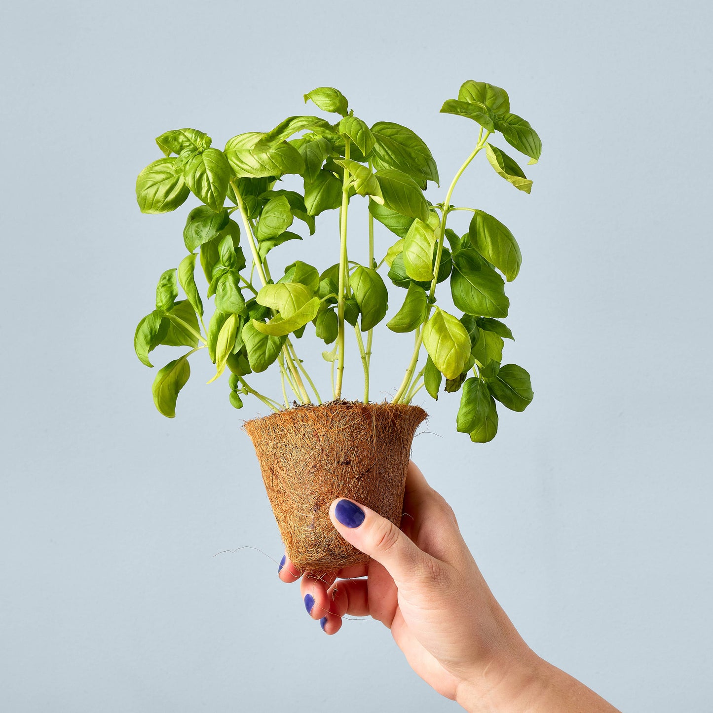 Garden Seed Pop: Sweet Basil
