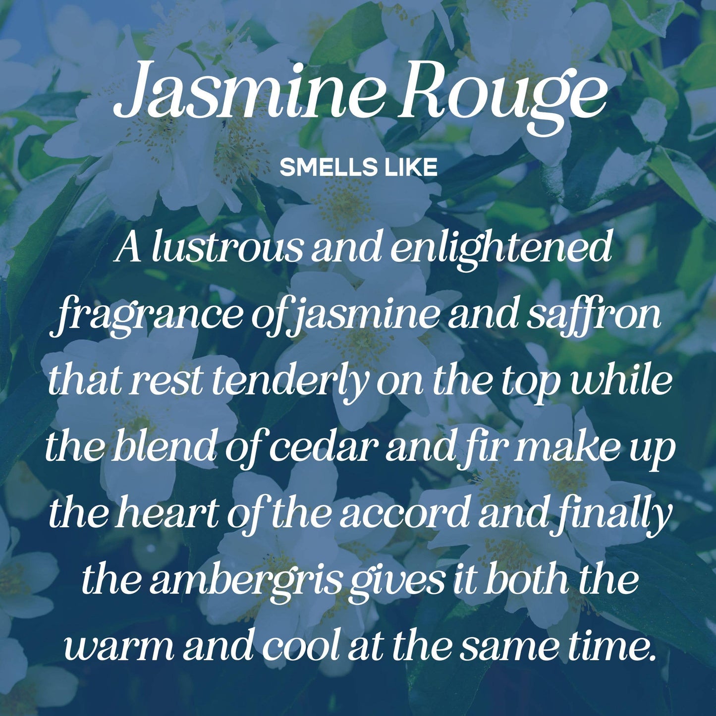 Hot Girls Read Candle (jasmine • saffron • cedar • amber)